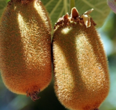 Киви "Бруно"