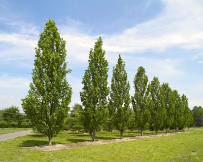 Тюльпановое дерево "Фастигиата"