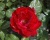 Спрей-роза «Таманго»