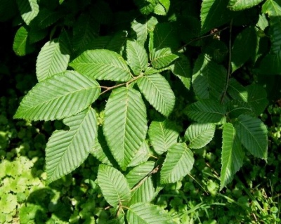 Граб обыкновенный "Колумнарис"