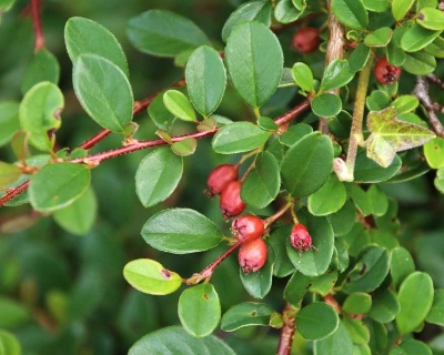 Кизильник Даммера "Мункрепер"