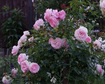 Пионовидная Роза «Спирит оф Фридом» 