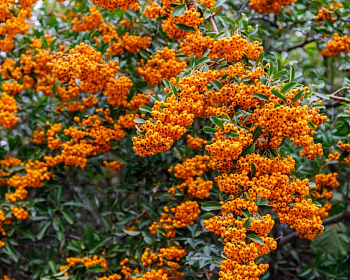 Пираканта "Тетон"