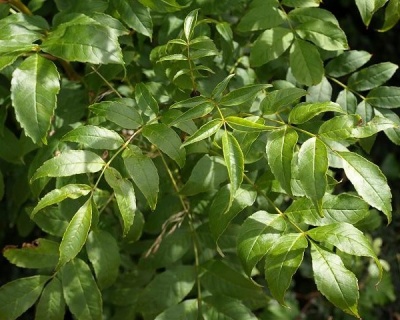 Ясень обыкновенный "Нана"