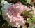Гортензия метельчатая "Пинк Леди" (Pink Lady)