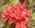 Азалия крупноцветковая "Долоросо"