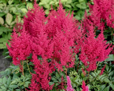 Астильба японская "Ред Сентинел"