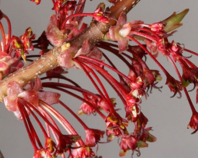 Клен красный "Ред Сансет"