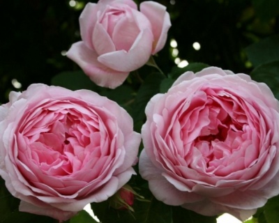 Пионовидная Роза «Констанс Спрай»