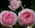 Пионовидная Роза «Констанс Спрай»