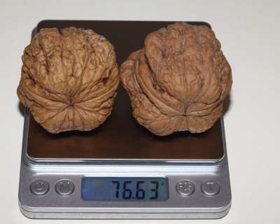 Грецкий орех "Великан"