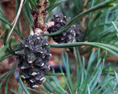 Сосна обыкновенная "Фастигиата"