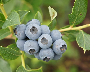 Голубика «Эрлиблю» (Эрли Блю)