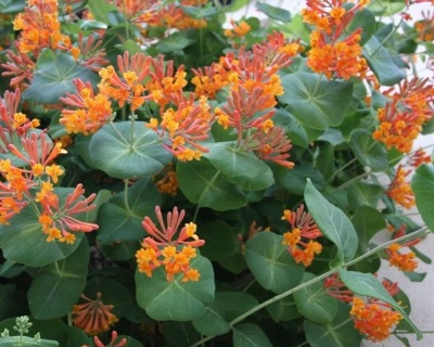 Жимолость Брауна "Дропмор Скарлет"(P-9)