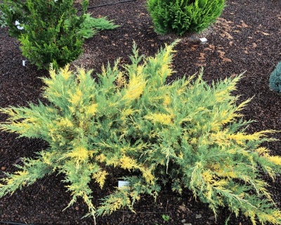 Можжевельник средний "Блю энд Голд"