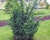 Можжевельник Китайский "Блаув"