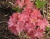 Азалия крупноцветковая "Пинк Делайт"