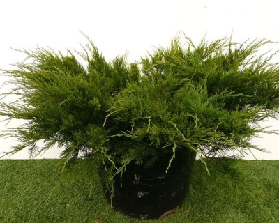 Можжевельник средний "Минт Джулеп"