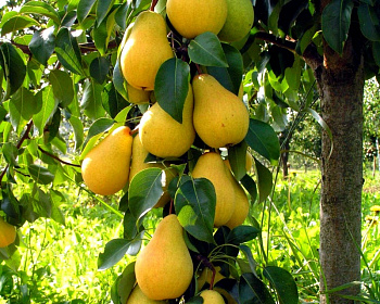 Груша колоновидная "Медовая"