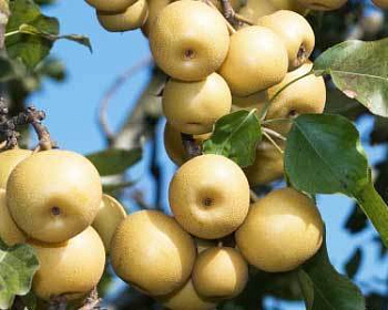 Китайская груша  (гибрид яблока и груши) "Олимпик"