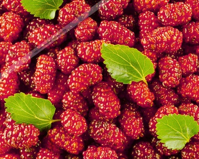 Шелковица "Диана красная"