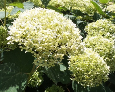 Гортензия древовидная "Лайм Рики" (Lime Rickey)