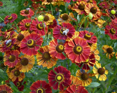 Гелениум "Дункль Прахт"