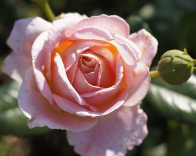 Роза Чайно-Гибридная «Дезире» 