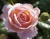 Роза Чайно-Гибридная «Дезире» 