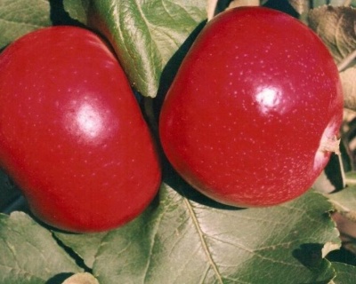 Яблоня "Квинти"