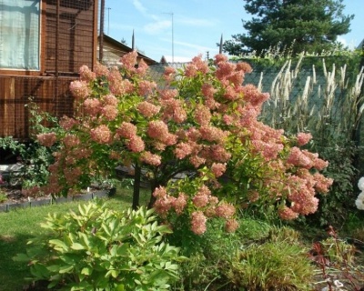 Гортензия метельчатая "Грандифлора" (штамбовая форма)