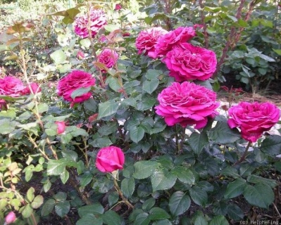 Пионовидная роза «Фишерман Френд» 