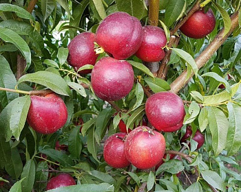 Нектарин "Биг Топ"