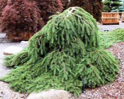 Ель обыкновенная "Форманек"