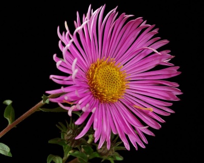 Астра новобельгийская "Ненси Баллард"