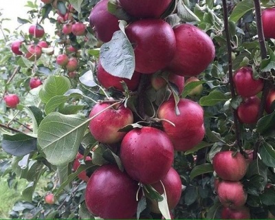 Яблоня "Ред Фри"