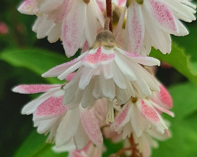 Дейция гибридная "Розеа Плена" (Rosea Plena)