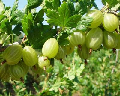 Крыжовник "Малахит"