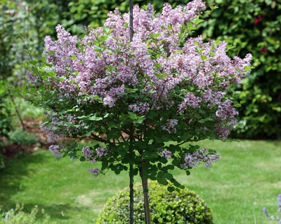 Сирень обыкновенная "Катерина Хавемейер" (штамбовая форма)