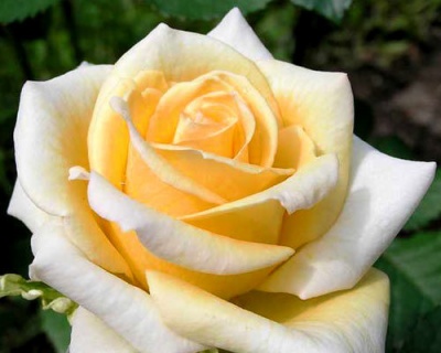 Роза Чайно-Гибридная «Казанова» 