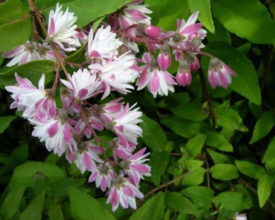 Дейция шершавая "Плена" (Plena)