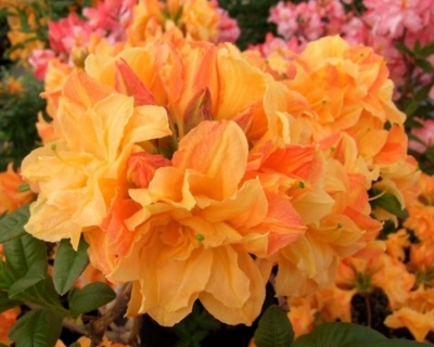 Азалия крупноцветковая "Чардаш"