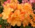Азалия крупноцветковая "Чардаш"