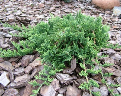 Можжевельник горизонтальный "Вилтони"