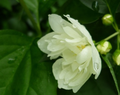 Чубушник "Лунный свет"