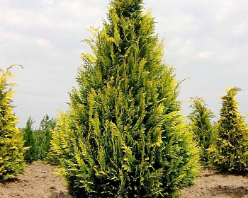 Кипарисовик Лавсона "Ивонне"