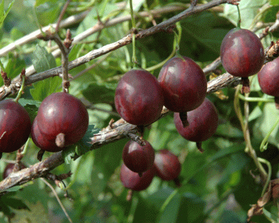 Крыжовник "Олави"