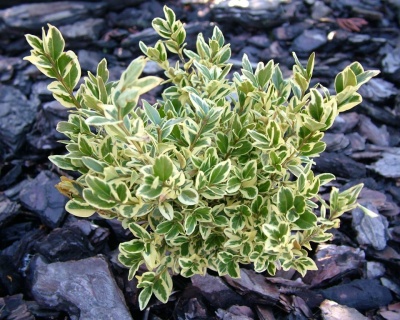 Самшит вечнозеленый «Элегантиссима»