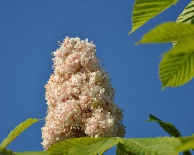 Каштан конский "Баумани"