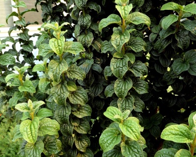 Дерен красный "Компресса" (Compressa)